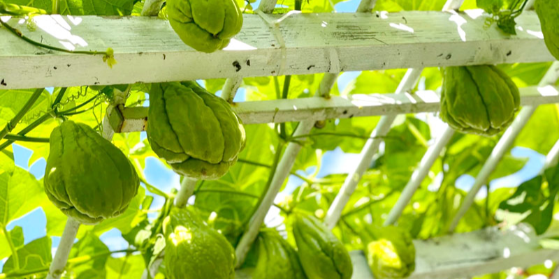 Bật mí cách trồng su su ra nhiều quả