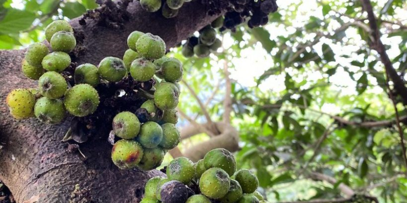 Bật mí cách trồng sung ra nhiều quả