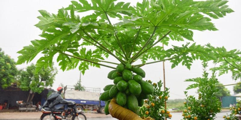 Bón phân đúng kỹ thuật