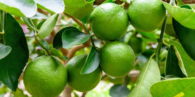 Bón phân và dinh dưỡng