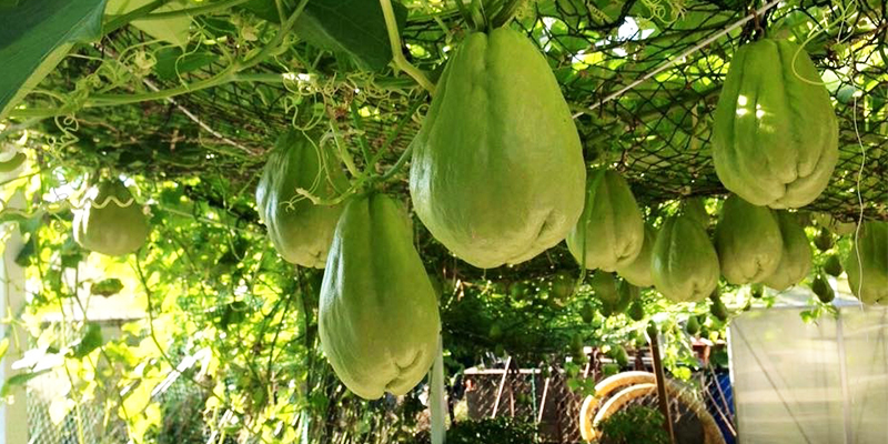 Bón phân và tưới nước hợp lý
