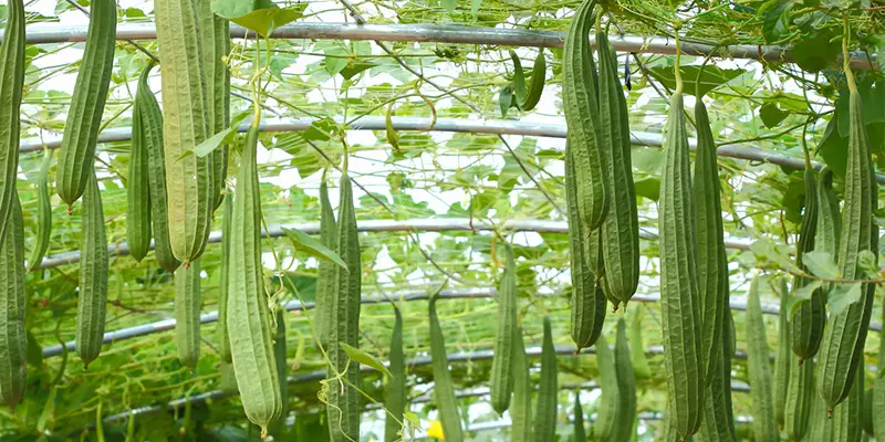 Bón phân và tưới nước hợp lý