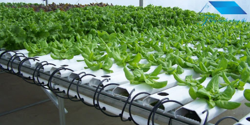 Bước chuẩn bị trong cách trồng rau thủy canh