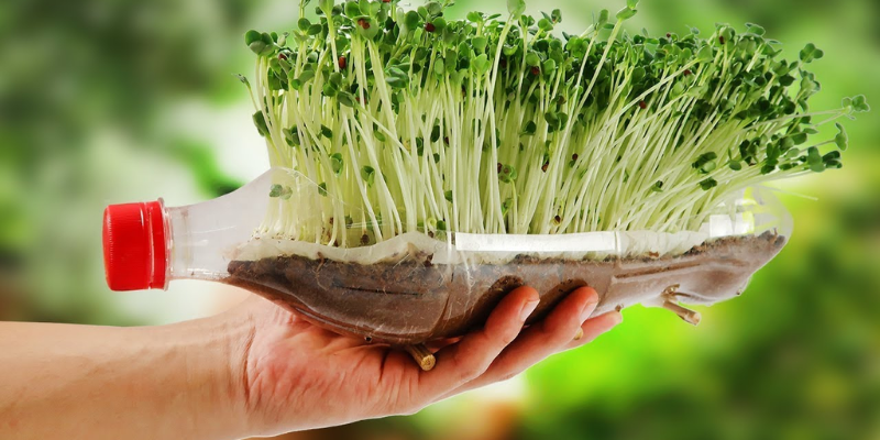 Các cách trồng rau bằng chai nhựa phổ biến