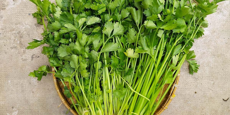Các cách trồng rau cần nước phổ biến