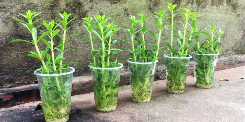 Các cách trồng rau ôm phổ biến hay dùng