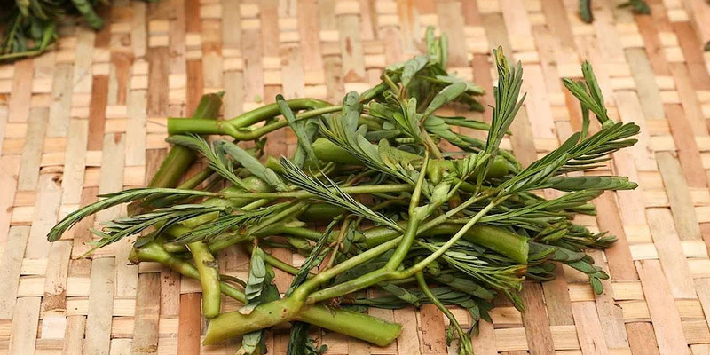 Các cách trồng rau rút phổ biến