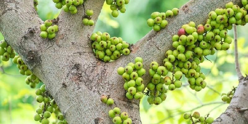 Các mẹo kích thích sung ra quả nhanh