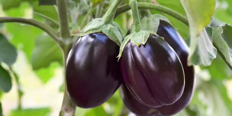 Cách chăm sóc cà tím hiệu quả