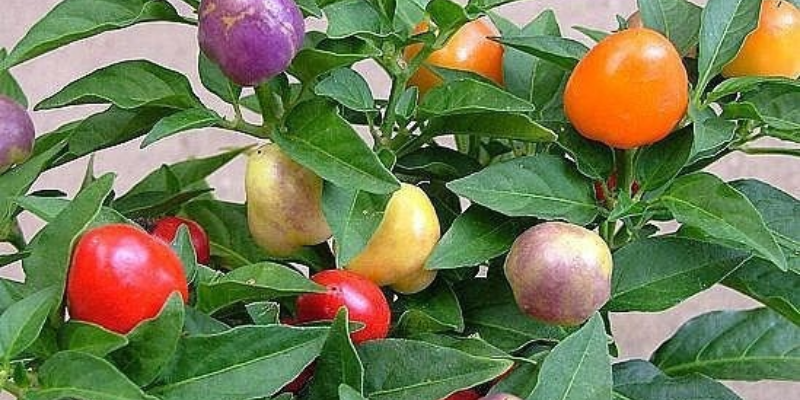 Cách chăm sóc ớt bi để sai quả