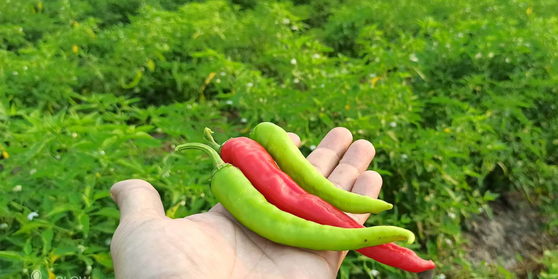 Cách phòng trừ sâu bệnh tốt