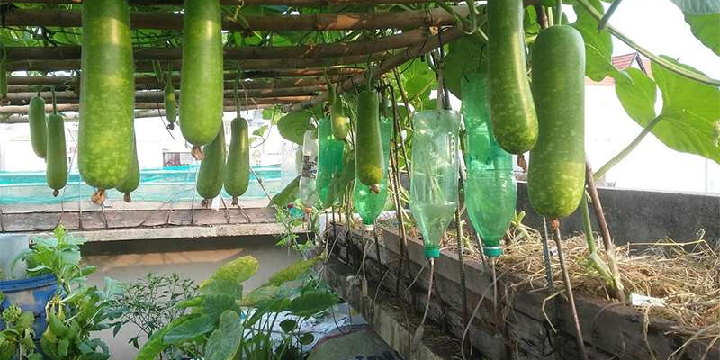 Cách trồng bầu ra nhiều quả chi tiết