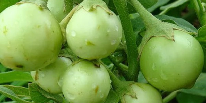 Cách trồng cà bát chuẩn kỹ thuật