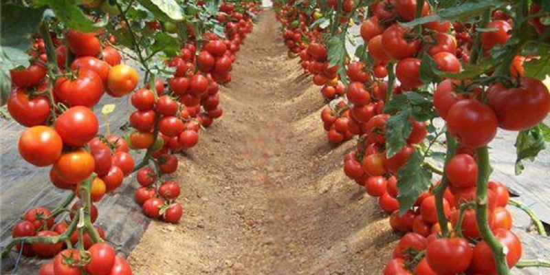 Cách trồng cà chua bi chuẩn chuyên gia