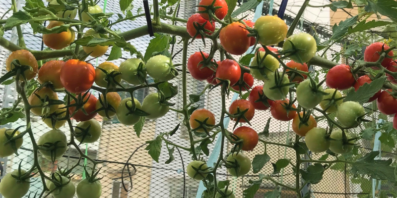 Cách trồng cà chua cherry chuẩn nhất