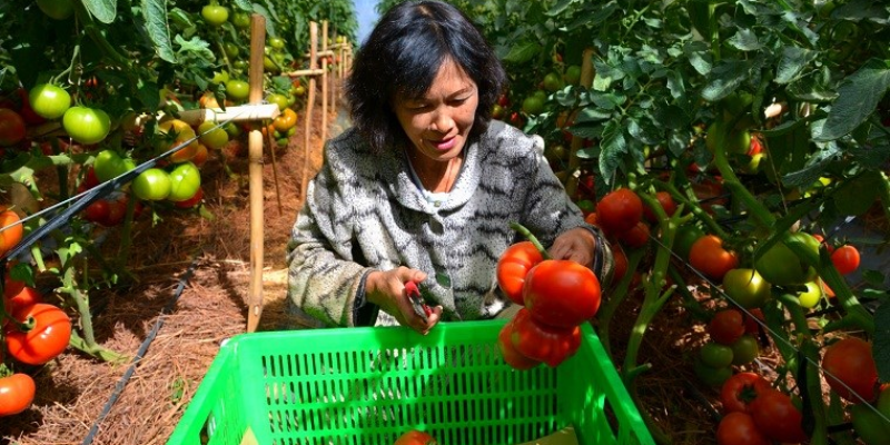 Cách trồng cà chua đà lạt chuẩn thế