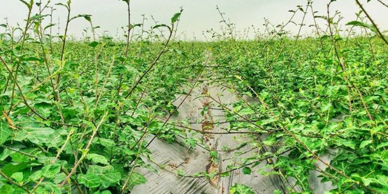 Cách trồng cà gai leo chuẩn kỹ thuật