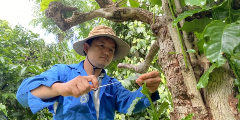 Cách trồng cà ghép chuẩn kỹ thuật