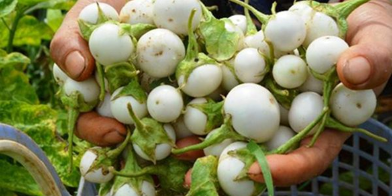 Cách trồng cà pháo chuẩn kỹ thuật