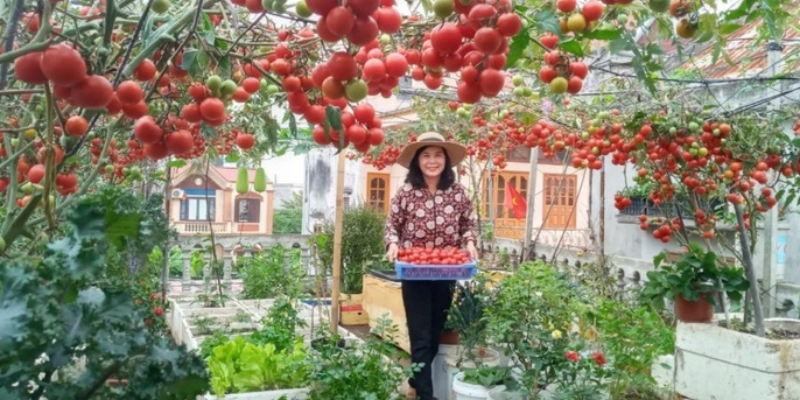 Cách trồng cà sân thượng chuẩn kỹ thuật