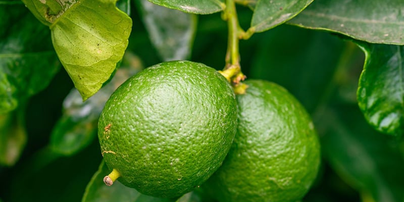 Cách trồng chanh ra nhiều quả chuẩn kỹ thuật