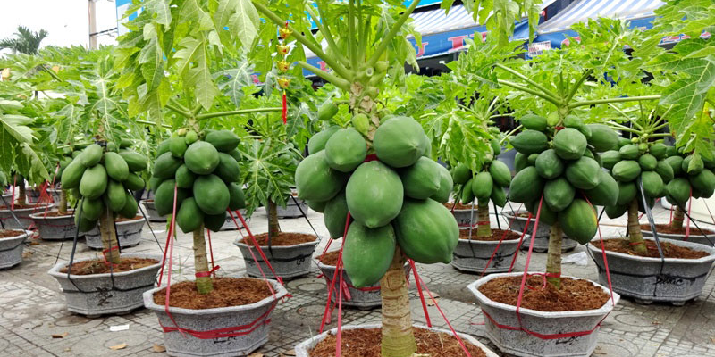 Cách trồng đu đủ ra nhiều quả chuẩn kỹ thuật