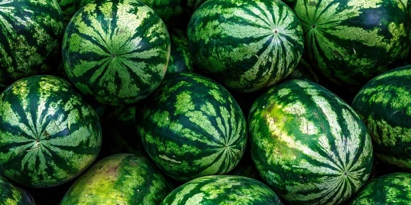 Cách trồng dưa hấu ra nhiều quả chuẩn kỹ thuật