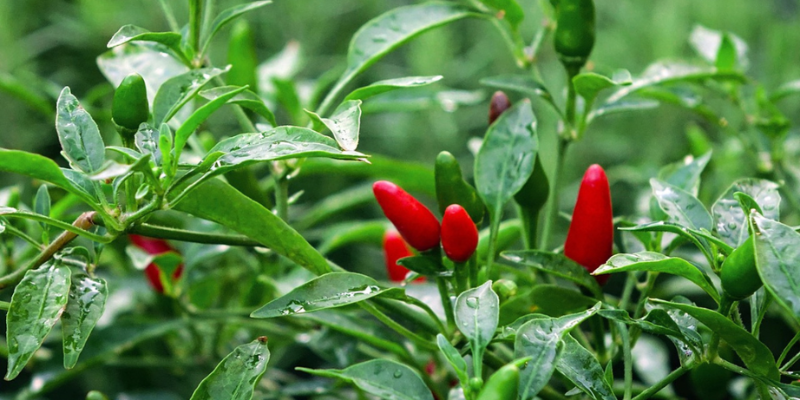 Cách trồng ớt Ba Tri chuẩn kỹ thuật