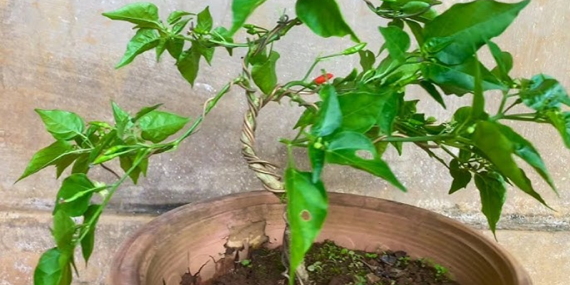 Cách trồng ớt bonsai chuẩn kỹ thuật  