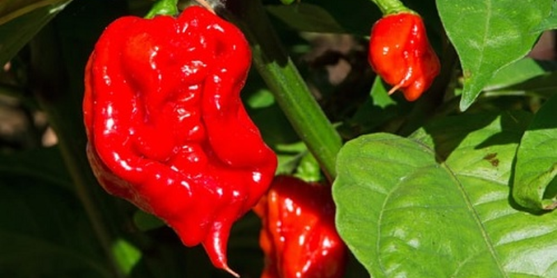 Cách trồng ớt carolina reaper chi tiết