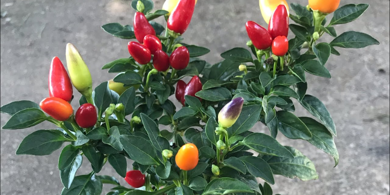 Cách trồng ớt kiểng chuẩn nhất
