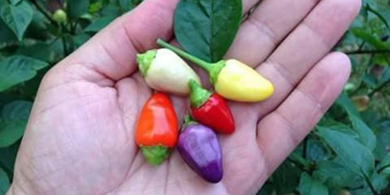 Cách trồng ớt ngũ sắc gieo hạt và ươm cây con