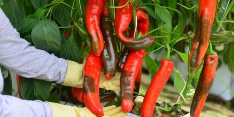 Cách trồng ớt palermo chuẩn từ chuyên gia