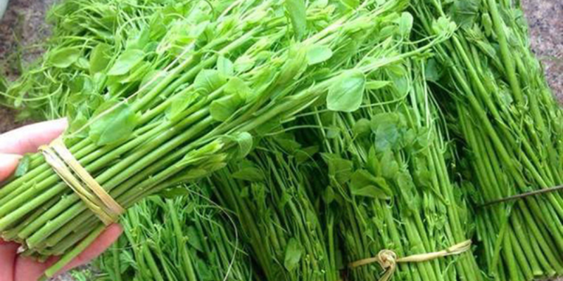 Cách trồng rau dạ yến gieo hạt và nhân giống