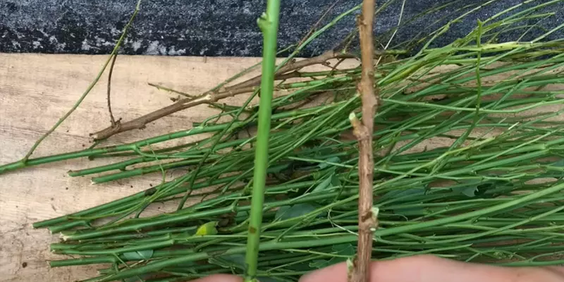 Cách trồng rau ngót chuẩn chuyên gia