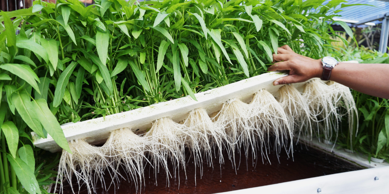 Cách trồng rau thủy canh gieo hạt và ươm cây con