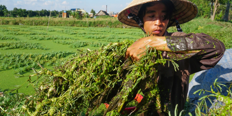 Cần chuẩn bị trước gì trước khi trồng rau nhút?