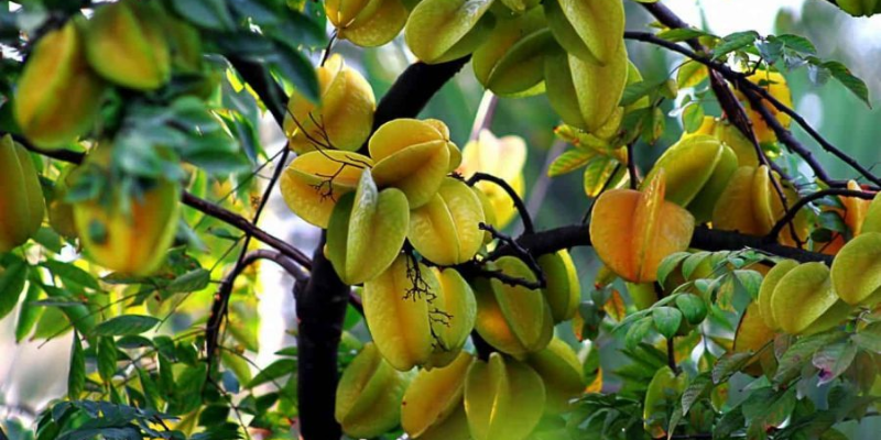 Cắt tỉa cành và xử lý ra hoa