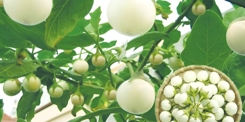Chăm sóc cây con và giai đoạn ra hoa