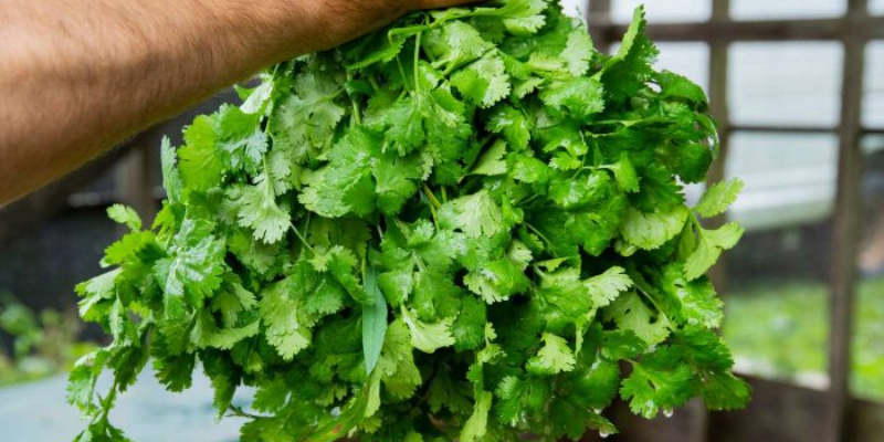 Chăm sóc cây rau mùi đến khi thu hoạch
