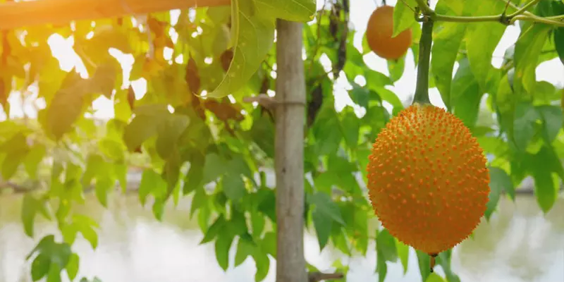 Chăm sóc và bón phân đúng giai đoạn