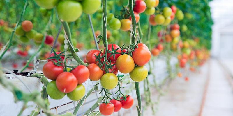 Chăm sóc và bón phân hợp lý