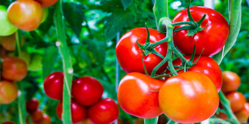 Chăm sóc và dinh dưỡng cho cây