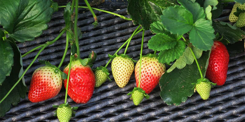 Chăm sóc và kỹ thuật tưới nước