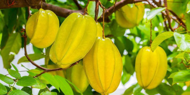 Chế độ tưới nước và bón phân