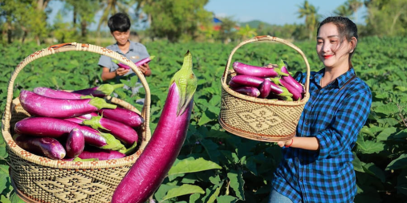 Chi tiết cách trồng cà tím từ chuyên gia