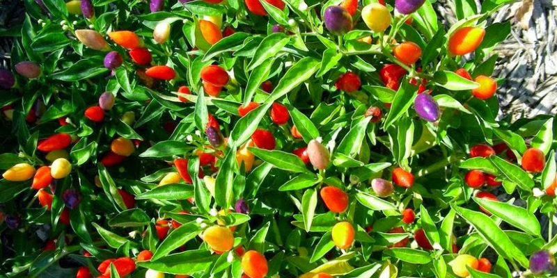 Chọn giống ớt kiểng phù hợp