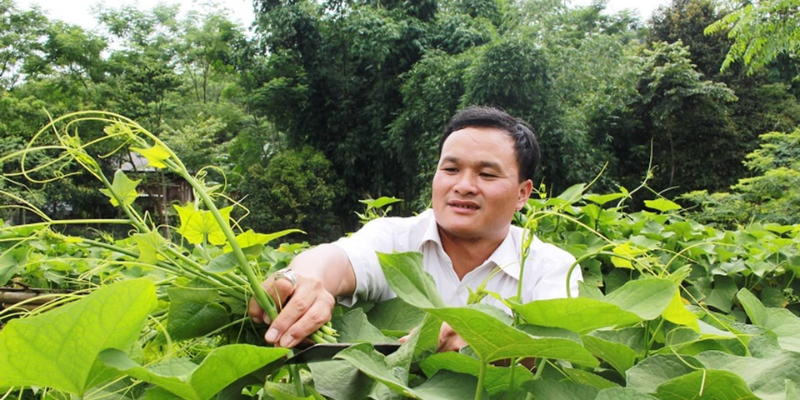 Chọn giống trong cách trồng rau su su lấy ngọn