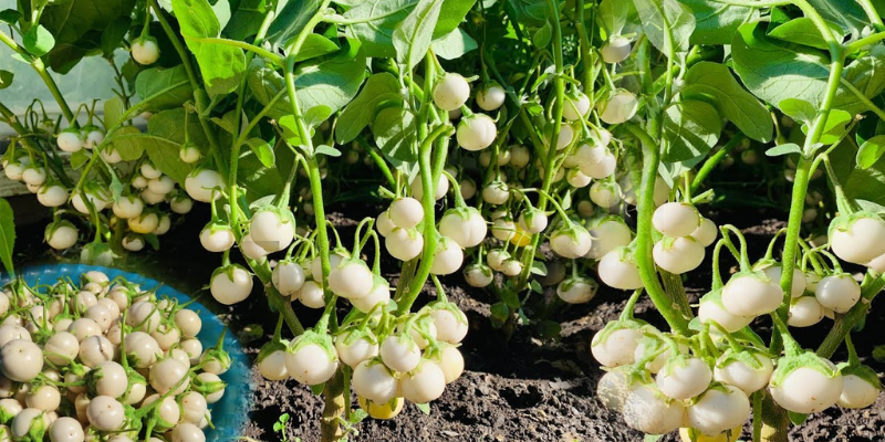 Chọn giống và chuẩn bị đất trồng