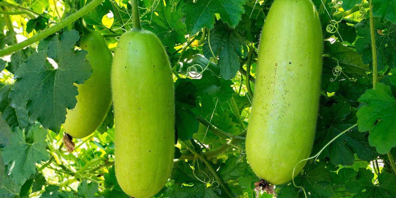 Chọn giống và chuẩn bị đất trồng